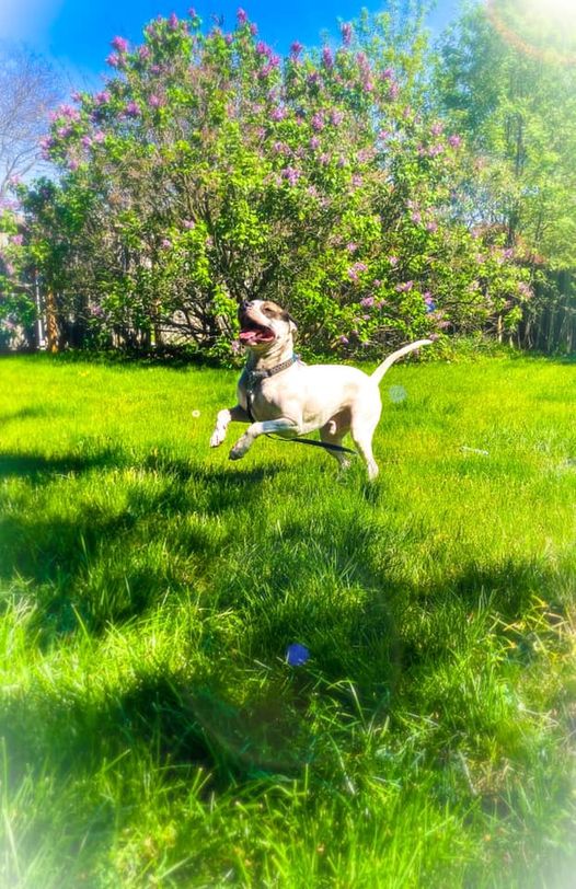 After being returned to our rescue 3 weeks ago, our boy Dudley has been doing intensive board-and-train work. After making incredible progress, he moved into his new foster home today! After he gets some time to decompress, we'll keep you posted on his search for forever.