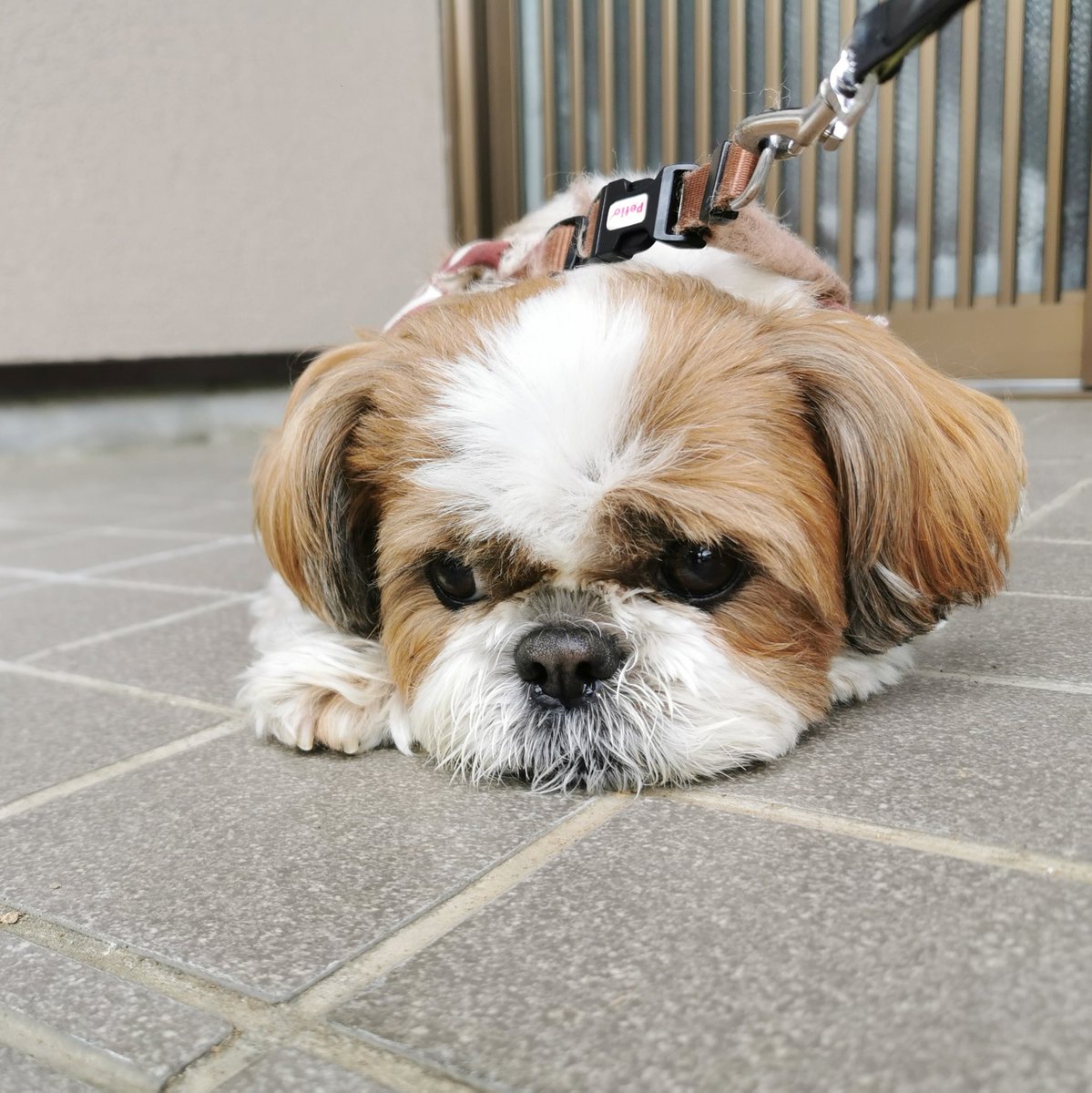 ぽんず かぼす Shihtzuponz Twitter ぽんず かぼす Shihtzuponz Twitter