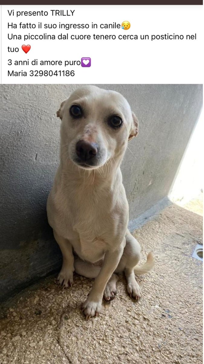 TRILLY ADOTTATA❤❤ FELICITÀ. BUONA VITA
