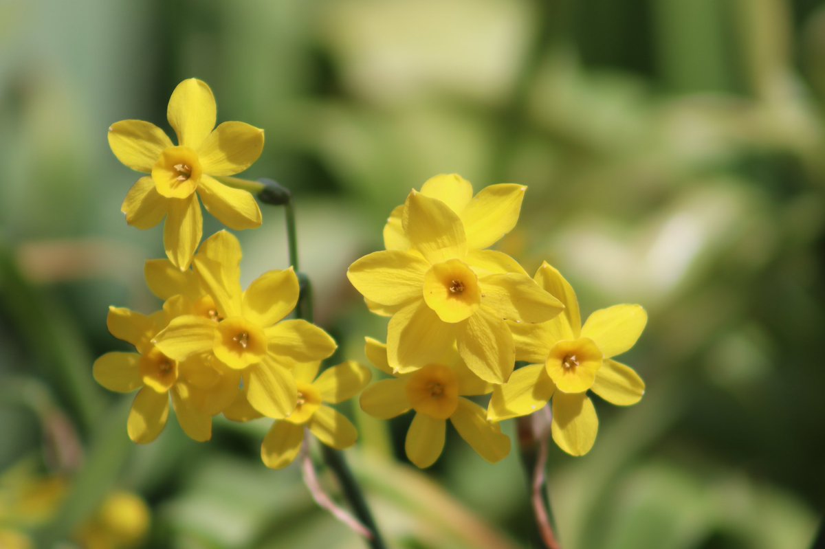 Cazlar123's tweet photo. Late flowering narcissi in the garden today - cheerful yellow flowers
#mayflowers #narcissi #springbulbs #sundisc #silverchimes https://t.co/DKFERPpwjB