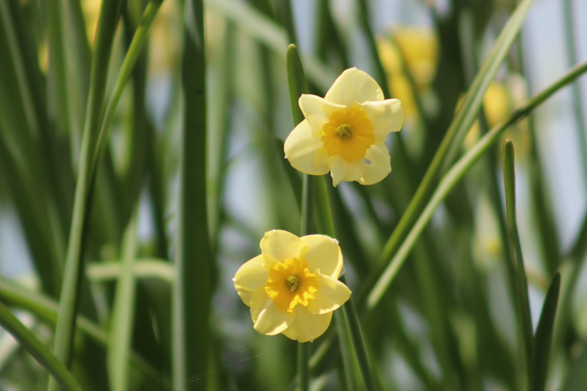 Cazlar123's tweet photo. Late flowering narcissi in the garden today - cheerful yellow flowers
#mayflowers #narcissi #springbulbs #sundisc #silverchimes https://t.co/DKFERPpwjB