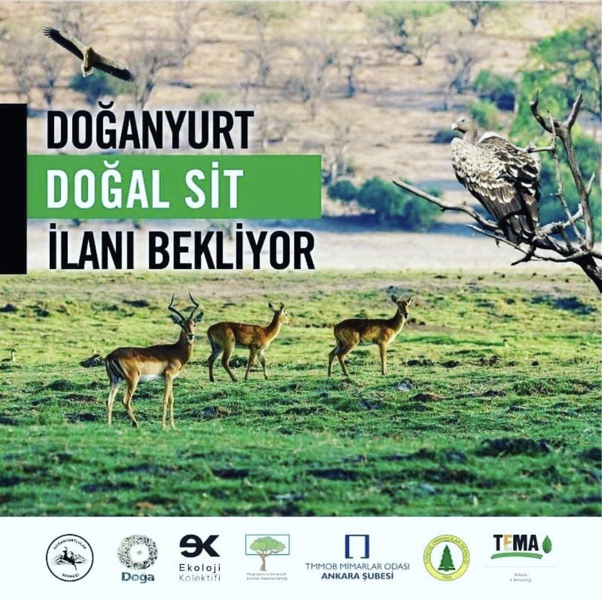 DoganyurtD's tweet photo. Köy halkı doğal sit başvurusunun kabulünü bekliyor.Çünkü;Farklı iklimler bitki coğrafyaları var.Ormanlar meralar var.Bozkır ekosistemleri var.Mutlak korunması gereken bitki ve hayvan türleri var.Ankaranın sembolü tiftik keçileri var Doğasıyla barışık geleneksel bir köy yaşamı var https://t.co/9g83kVDrIa