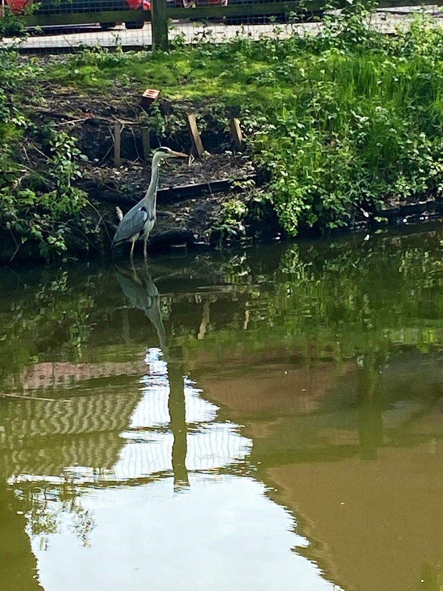 crainey3003's tweet photo. I step out of my front door &amp; the canal is directly in front of me... these photos were all taken within a 5 min walk of my home 🦆 💦 ☀️ 🌱 🐥 
 #nature #MentalHealthAwarenessWeek #canal #wildlife #ducklings #spring #geese #heron #pigeons #wellbeing #appreciate #life https://t.co/9IOxSjVaLD