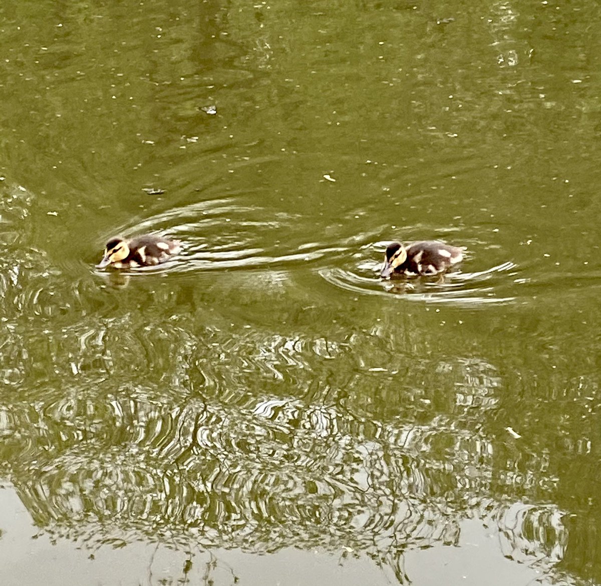crainey3003's tweet photo. I step out of my front door &amp; the canal is directly in front of me... these photos were all taken within a 5 min walk of my home 🦆 💦 ☀️ 🌱 🐥 
 #nature #MentalHealthAwarenessWeek #canal #wildlife #ducklings #spring #geese #heron #pigeons #wellbeing #appreciate #life https://t.co/9IOxSjVaLD