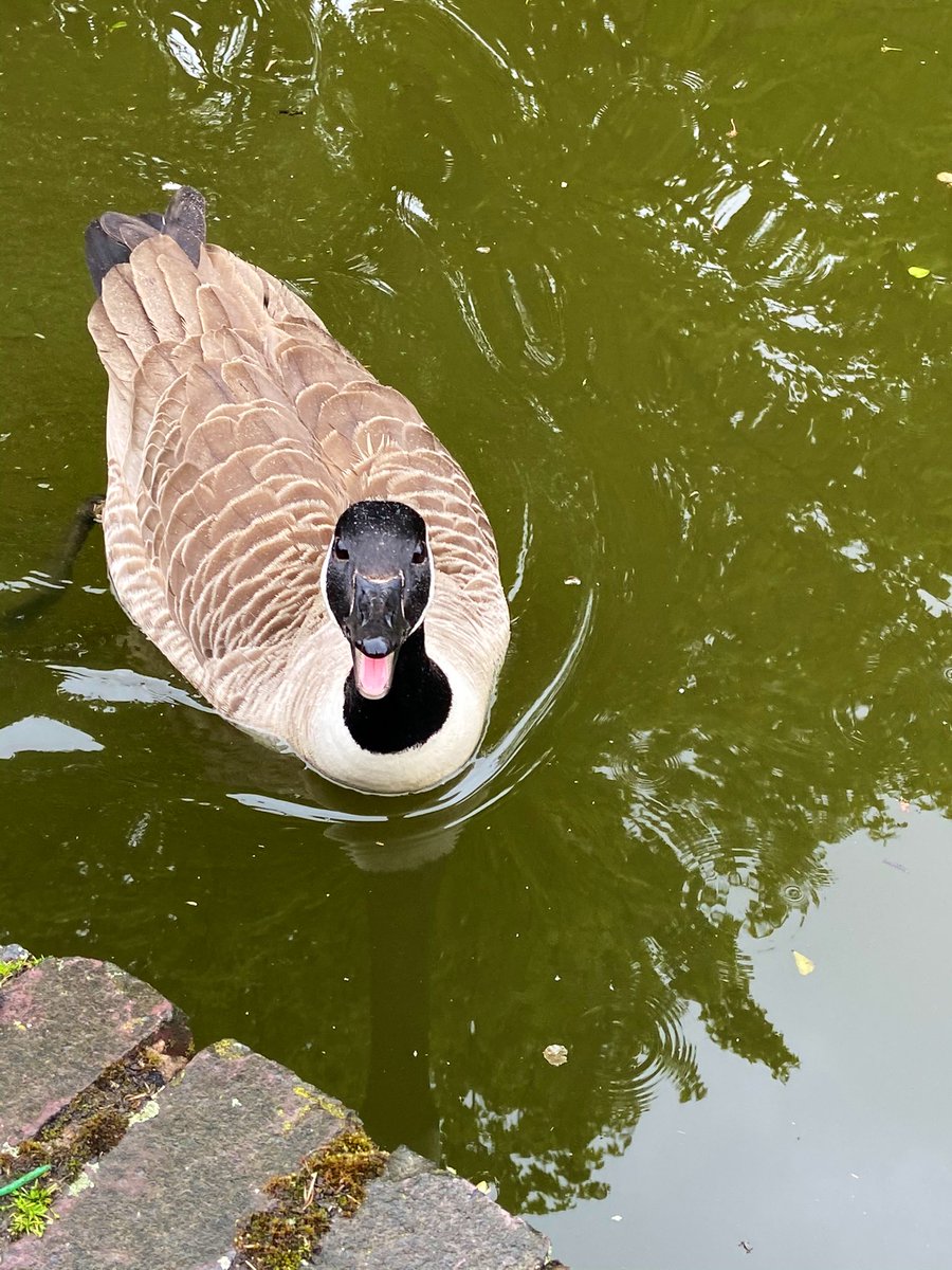 crainey3003's tweet photo. I step out of my front door &amp; the canal is directly in front of me... these photos were all taken within a 5 min walk of my home 🦆 💦 ☀️ 🌱 🐥 
 #nature #MentalHealthAwarenessWeek #canal #wildlife #ducklings #spring #geese #heron #pigeons #wellbeing #appreciate #life https://t.co/9IOxSjVaLD