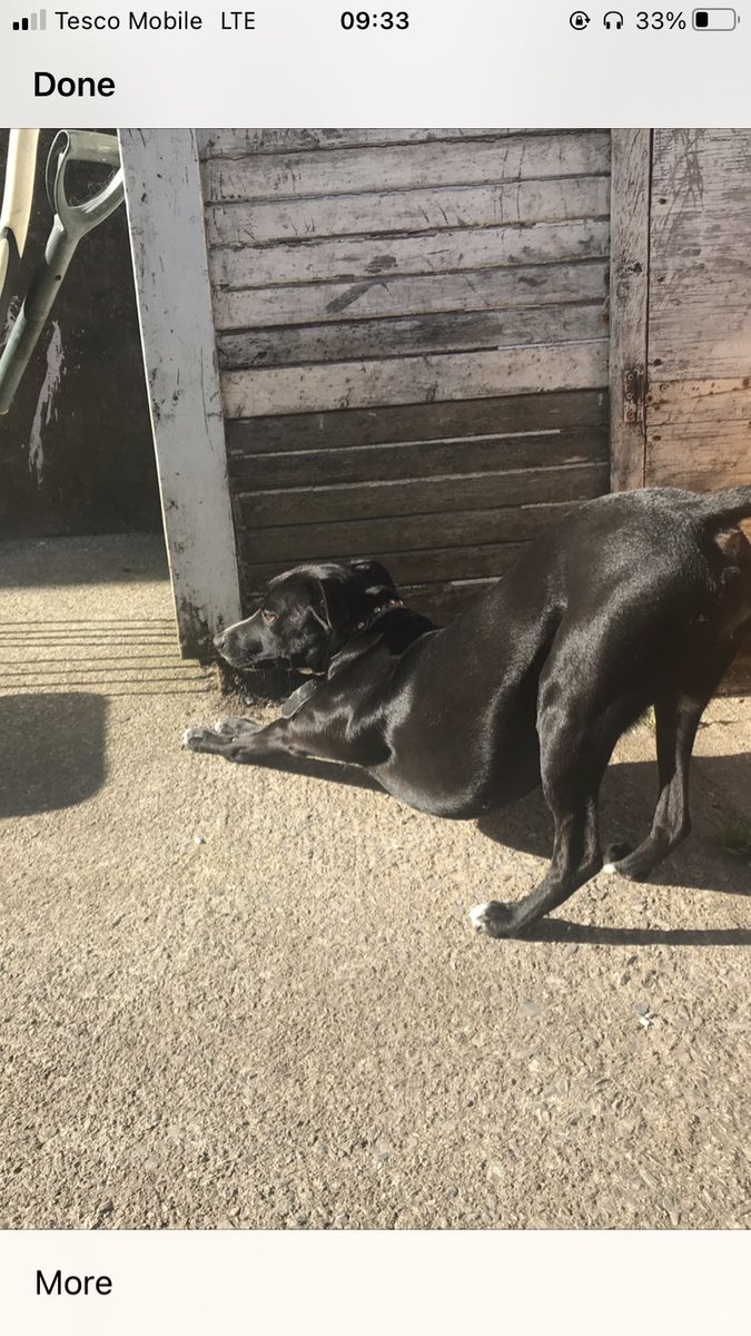 Rebeccamaaybe's tweet photo. Lost my dog passage west cork area please rt miss her she the best dog her names bean https://t.co/MGWUnfnY2v