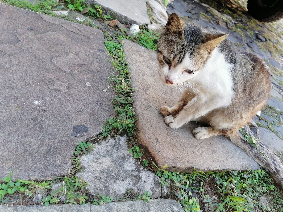 natygalecard's tweet photo. Este gatito se encuentra en muy mal estado si no se le auxilia va a tener gusanos porque le rondan moscas. Está siempre en Atenas (9na proyectadas) y Ayolas en la vereda. Traté de agarrarlo para bañarlo y darle de comer al menos pero no se deja tiene miedo 😭 https://t.co/JK4lQjdjpK