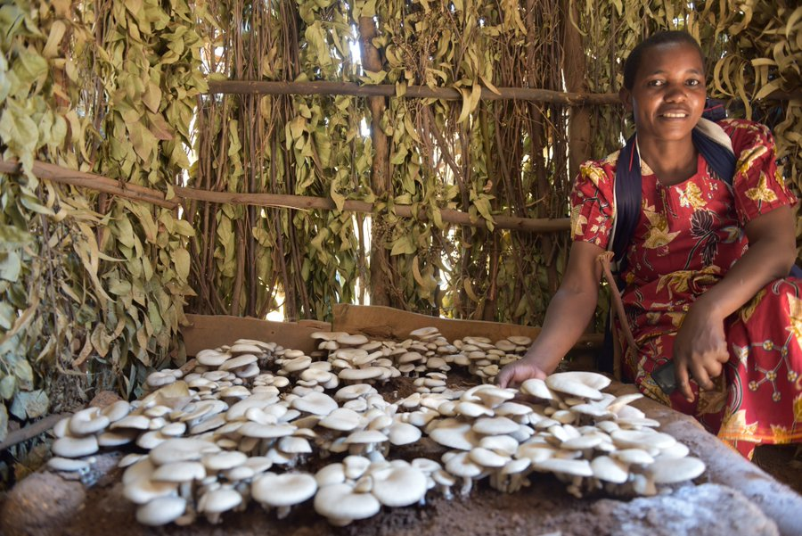 Did you know that #investment in mushrooms is more profitable than ever?
It is because  #mushroom cultivation can help reduce vulnerability to #poverty and strengthens livelihoods through the generation of yielding and nutritious source of food and a reliable source of income.
