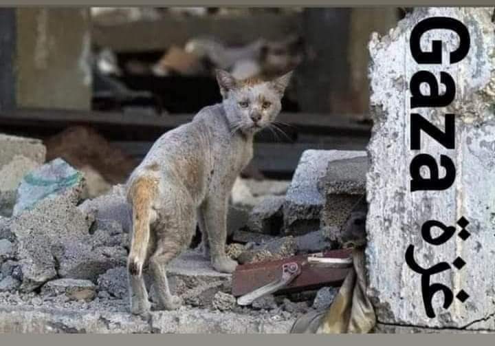 Reham_Pal's tweet photo. "One final note, I certainly don't have a place to sleep this evening nor a place to eat but I am going back to where the slaughtered family used to live and fined a place by a broken window to sleep."

#GazaUnderAttack 
#GenocideinGaza 
#savesheikhjarrah https://t.co/m5jpYPfll9