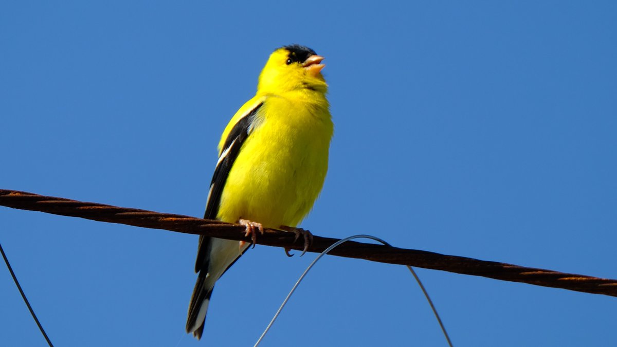 366Birds's tweet photo. #AmericanGoldfinch sitting on a wire near #HartlenPoint.  #NSBirds #Birding #BirdPhotography https://t.co/UD6Ey8cFDr