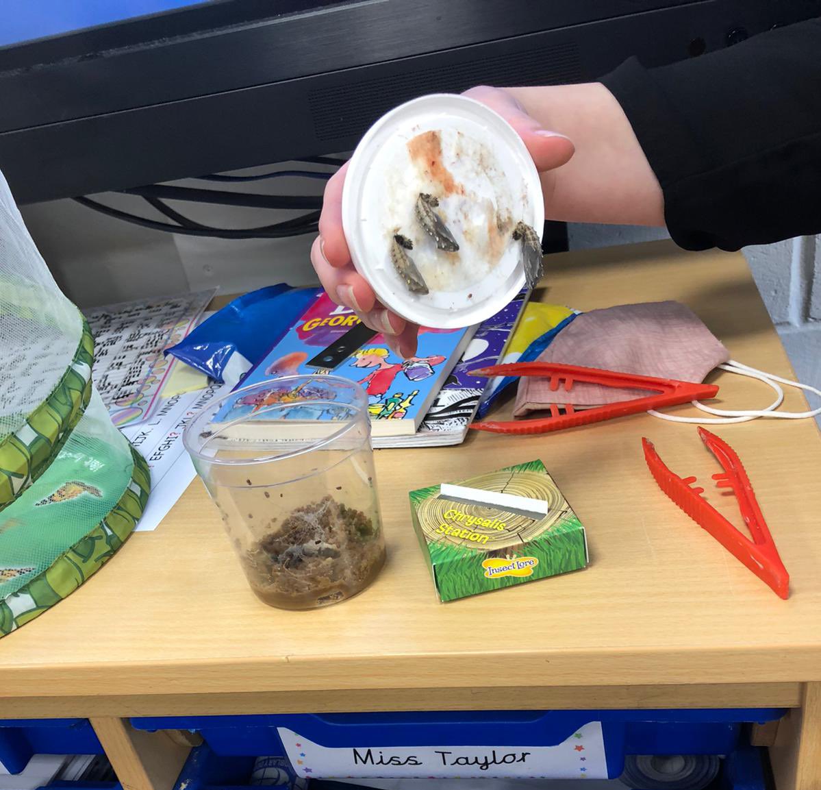 MrsPage_Year1's tweet photo. Our caterpillars 🐛 have now cocooned and have been moved into their next home. Year 2 cannot wait to see them blossom into butterflies 🦋
We absolutely love following real life journeys like this! #scienceexperiences @DeltaCraven https://t.co/HeWSZSj9Tm