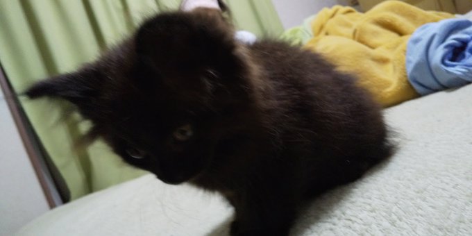 こねこ 高画質 のtwitterイラスト検索結果 古い順 こねこ 高画質 のtwitterイラスト検索結果 古い順