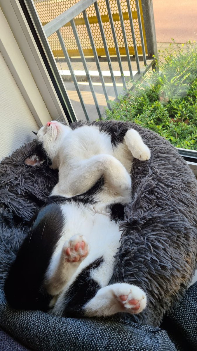 Een heel schattig fotootje voor het slapen gaan 🥰