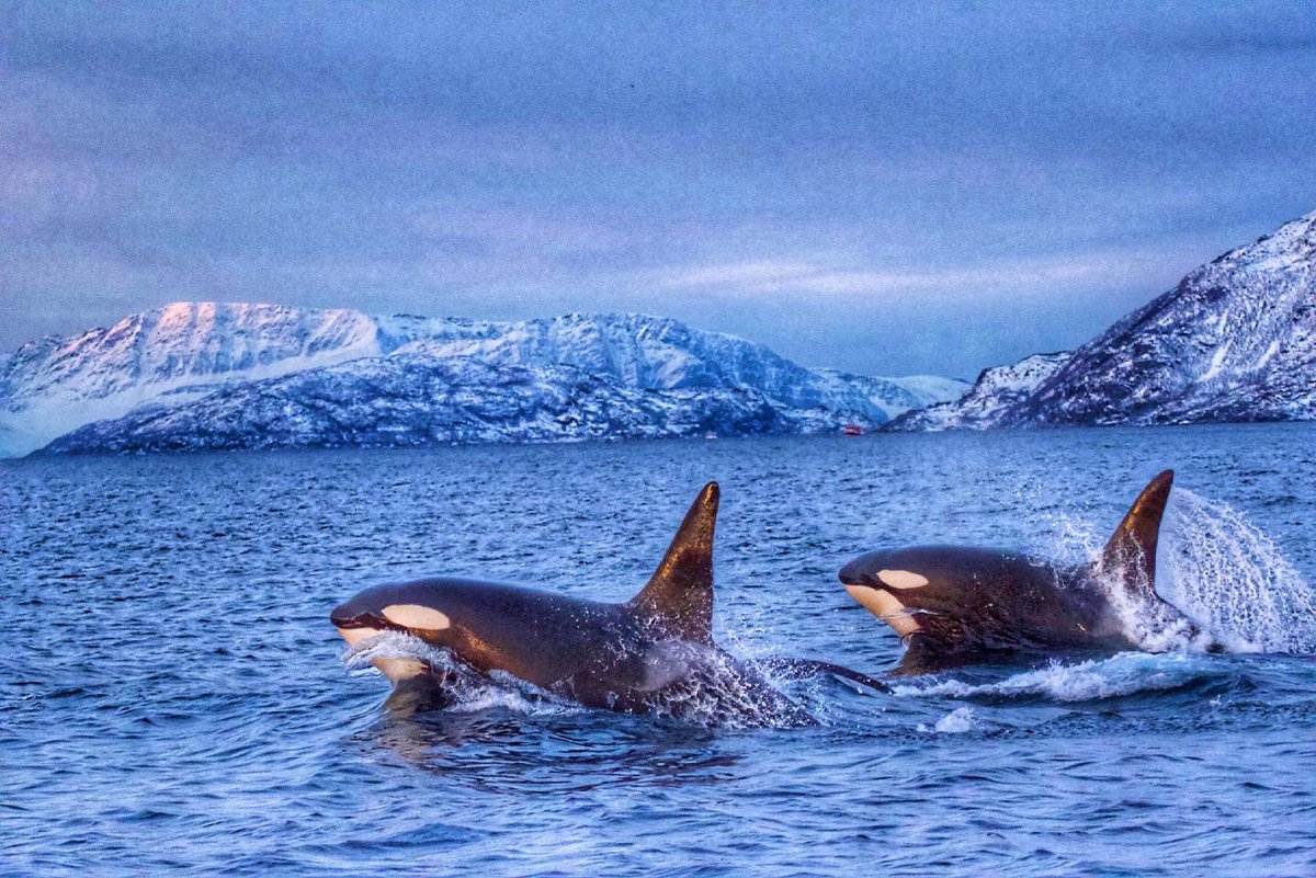 Steve Backshall tweet media