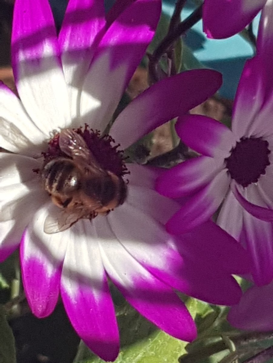 MelAndStuff_'s tweet photo. @HawkEditorial Tnat's ace. My theme this year is 'Meadow Pots' so trying to be as bee-friendly as I can in the space I've got. I had brekkie with them today xx
#BeesAreGoodπ https://t.co/Hj3xeGmtfD