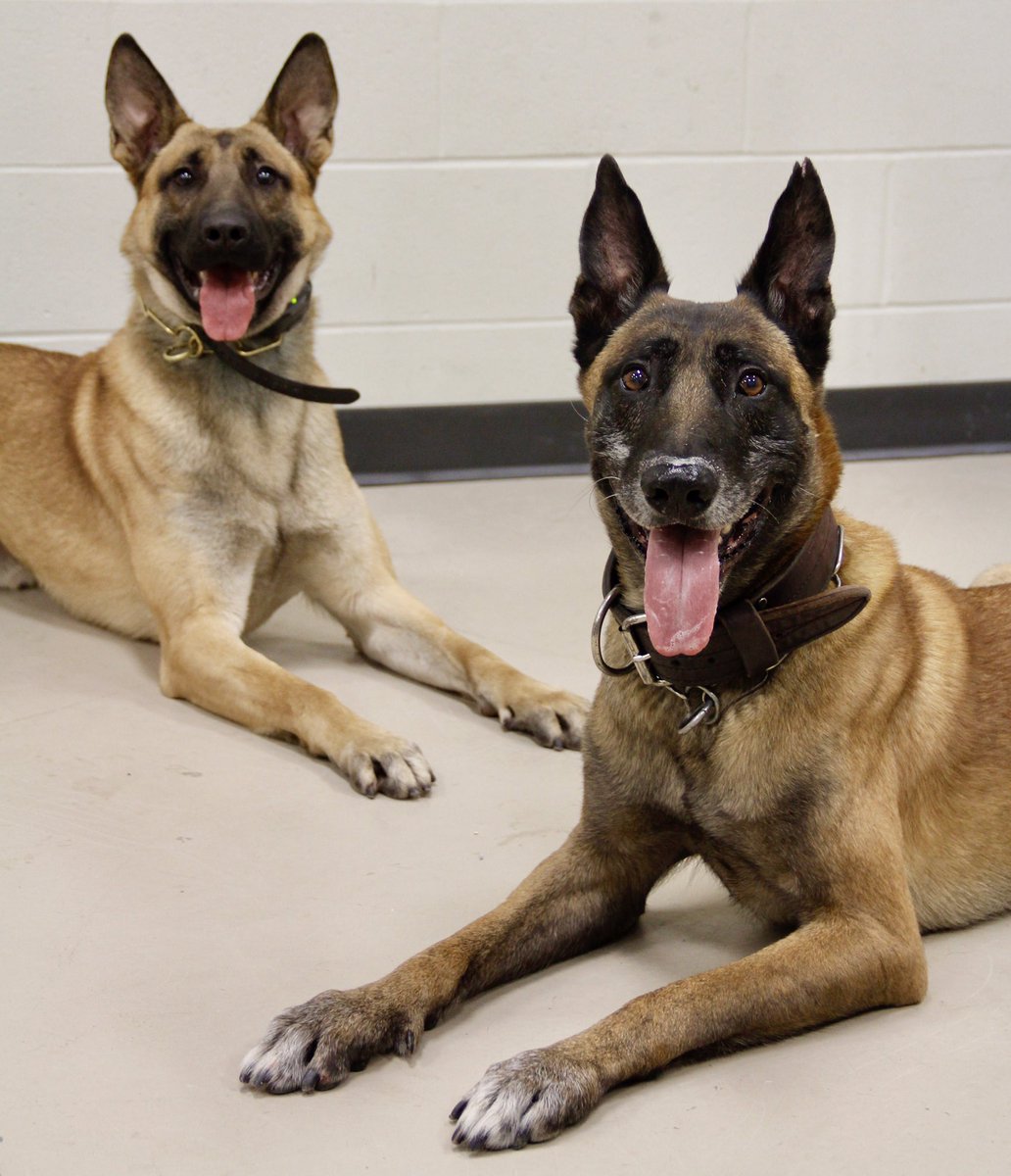 OmahaPolice's tweet photo. We are saddened to announce the passing of Police Service Dog Bruno on May 15, 2021. Bruno began his career in Feb of 2011 and worked over 10 years serving and protecting the great citizens of Omaha as a dual-purpose narcotics and patrol K9 under the direction of a single handler https://t.co/B2cSxxEJAp