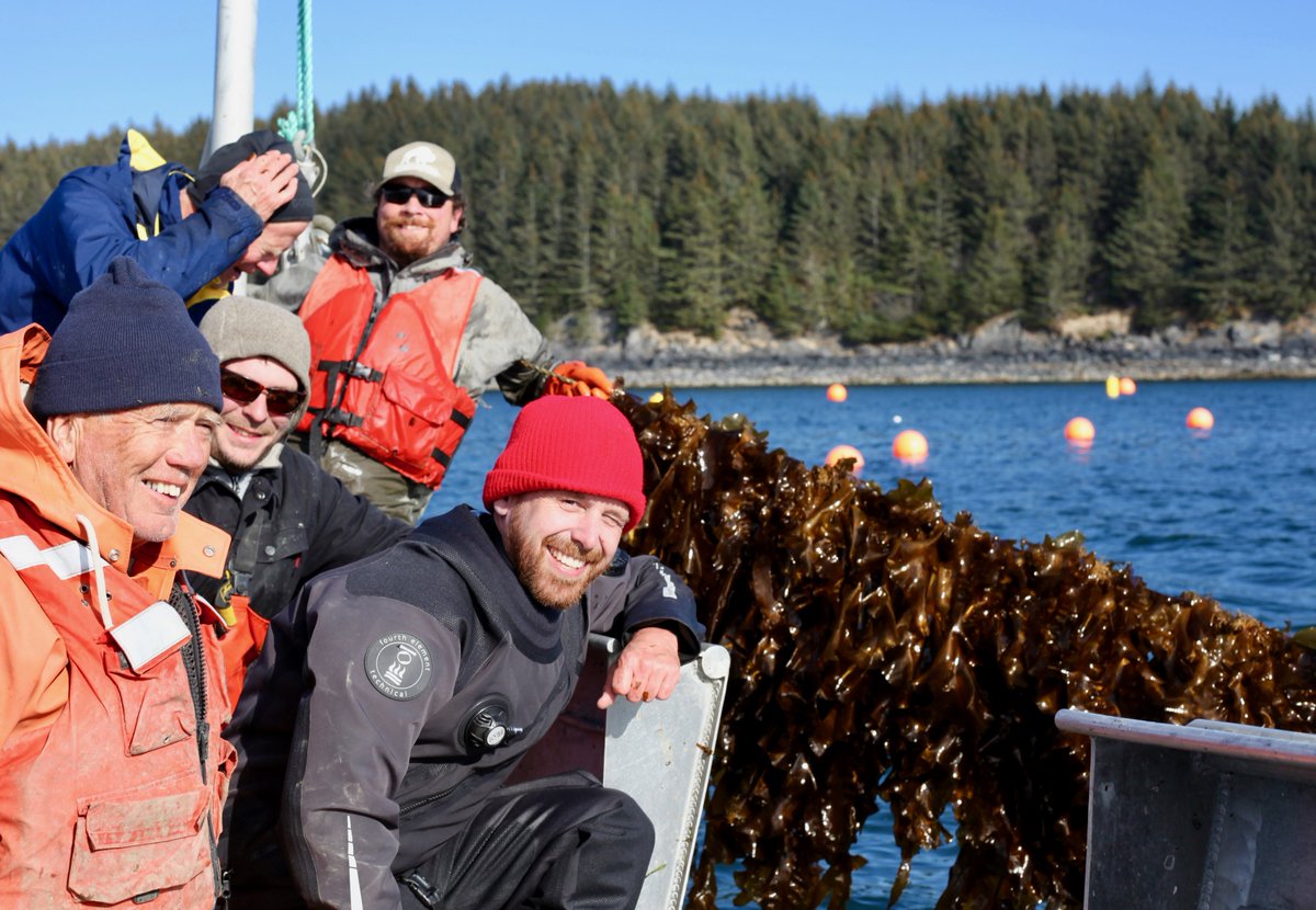 TendOcean's tweet photo. TendOcean in Kodiak
We are about to start harvesting 5 miles of growline lush with Saccharina latissima and Alaria esculenta. Here, Cliff, Dave, Alf, Scott, and Nick are giddy with excitement while Dom is behind the camera. @ARPAE @TropicSeaweed  @SeaweedScience @uafairbanks https://t.co/8KRm4IT8pf