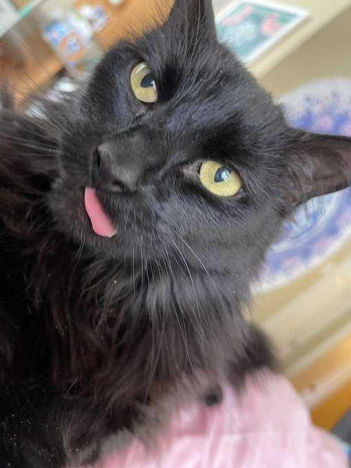 Just hanging out with his tongue out https://t.co/KSILyU5D6f<a href="/tag/sharkweek"class="tags"><span>#sharkweek</span></a>