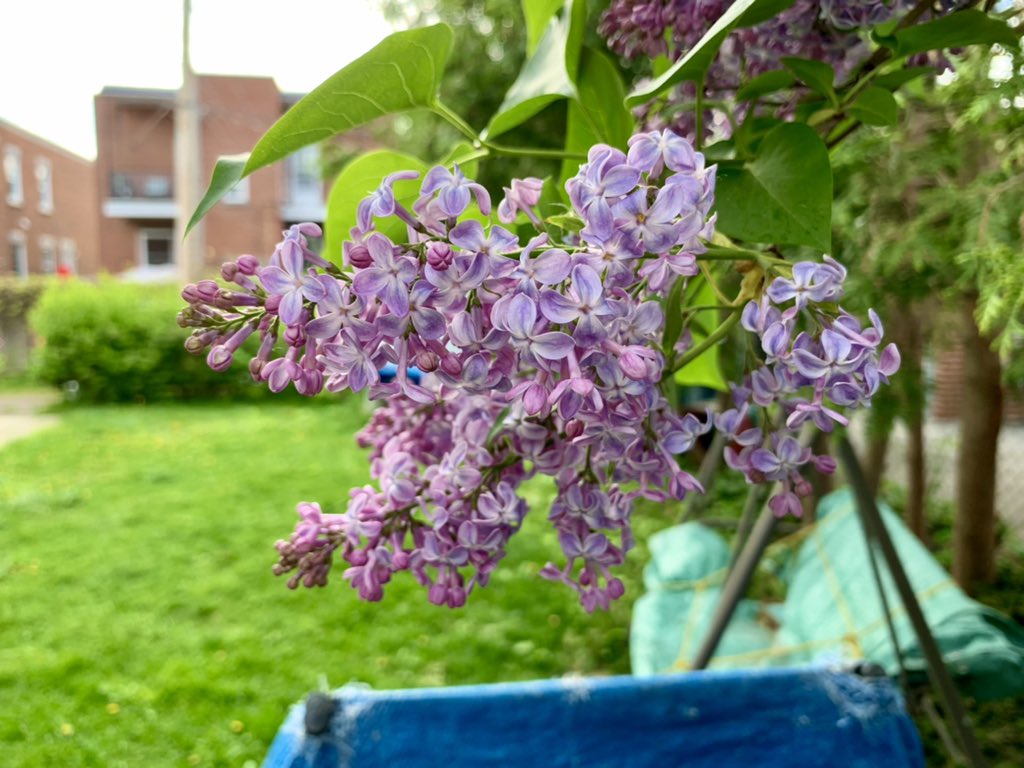 Some gorgeous lilacs in full bloom in my backyard. What a pleasant way to spend a warm, sunny Sunday afternoon. #lilac #lilacs #lilacseason #lilacsofinstagram #springlilacs