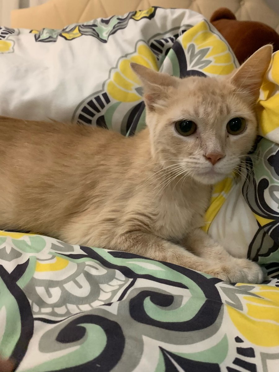 PeterAskin1's tweet photo. Adorable orange tabby kitty "Chattahoochee" in #NorthMetroAtlantaGA & brofur "Piedmont" thrown in the river in a box but have survived & looking for a home! Contact Angels Among Us Pet Rescue - CATS Contact (877) 404-5874 cats@angelsrescue.org Adopt!
https://t.co/obCc227img https://t.co/V3GWTQDMa4