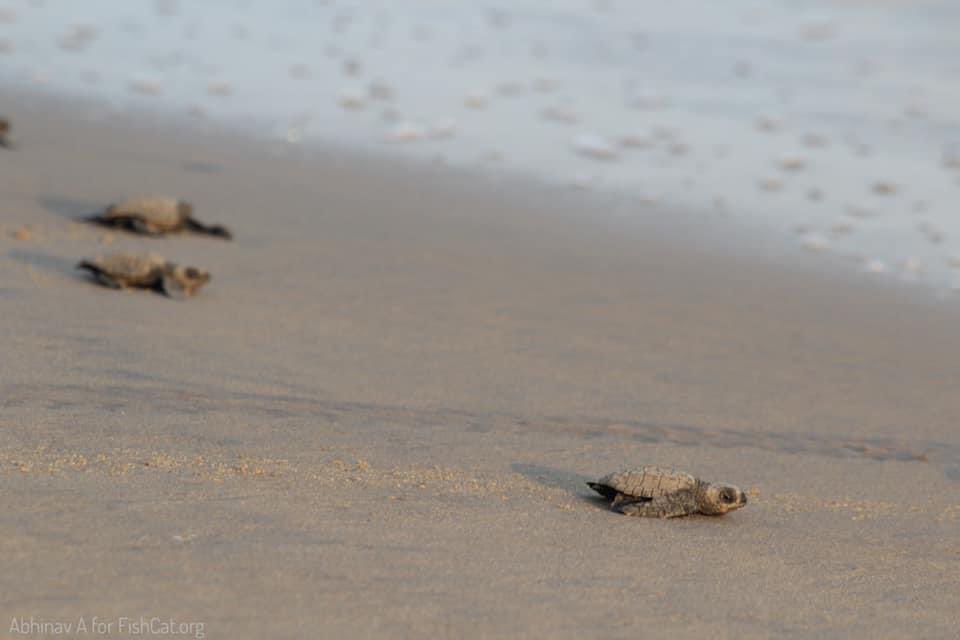 Olive Ridley sea turtle hatchlings head towards the ocean to catch their first wave 🌊

We have helped fund and equip several of the Andhra Pradesh forest department field staff, improved their turtle nest protection design, and removed trash from acres of turtle nesting grounds.