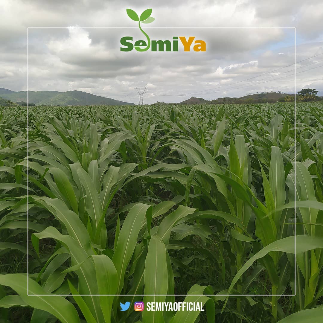 Semiyaofficial's tweet photo. 🌽 Producción de Semilla de Maíz Blanco Híbrido Danac-391.
Aquí les mostramos una plantación donde el maíz se encuentra en final del desarrollo vegetativo e inicio de etapa de floración.
#Maiz #Danac #Semiya #HechoEnYaracuy https://t.co/GmcpEjO5ty