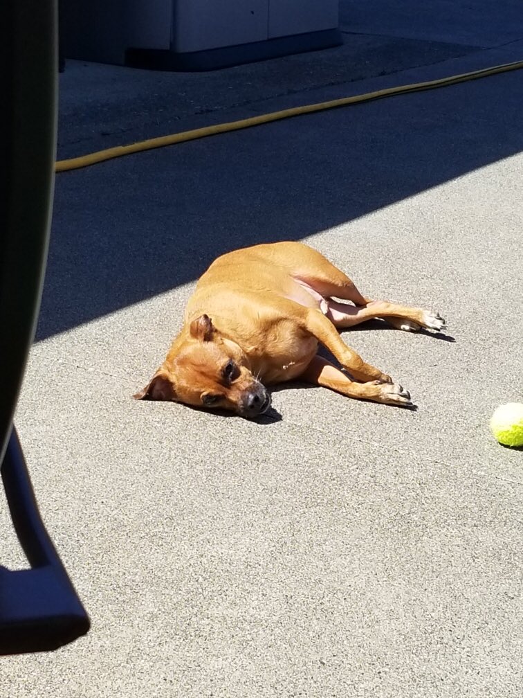 stimpy8er's tweet photo. #sunnin ☀️ https://t.co/3FHX8pPk2q