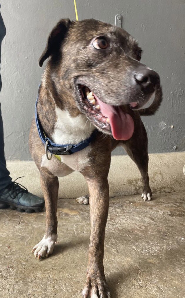 TheSatoProject's tweet photo. Puppies and young dogs are almost always adopted first, while older dogs are often left behind. But not this time. Thanks to our #MissionPossible13 #freedomflight this week, over 50 #seniordogs are getting the chance of a lifetime to finally have a loving family of their own. https://t.co/mkP0vV8Gob