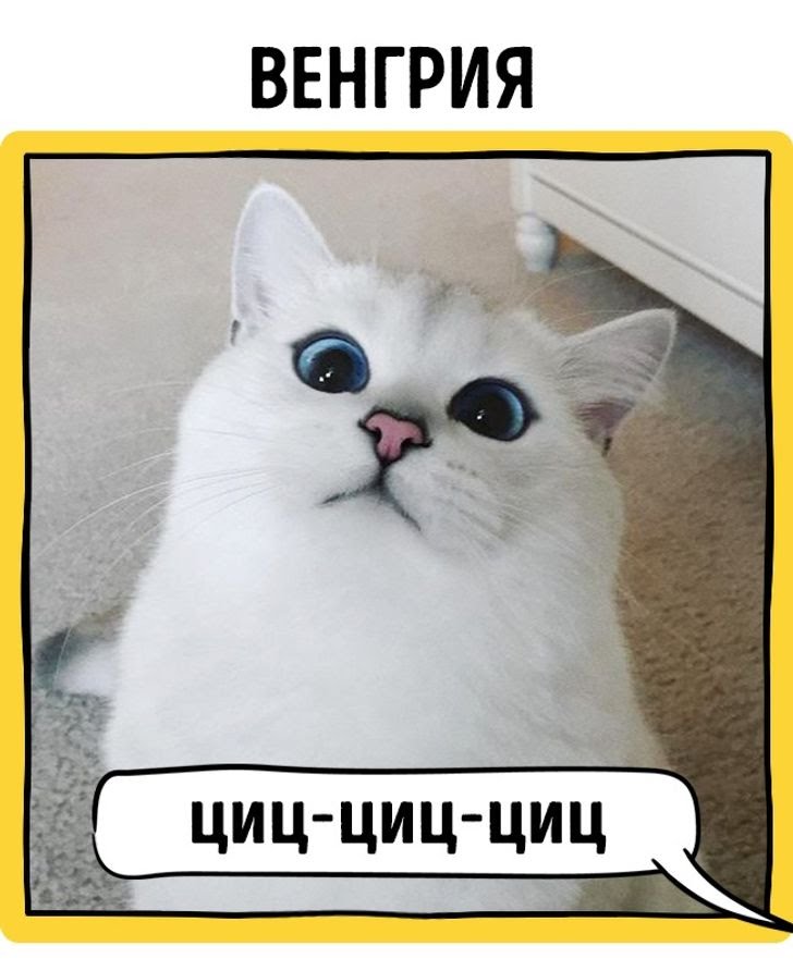Как зовут котов в разных странах. Как подзывают кошек в разных. Как подзывают кошек в разных странах. Зовут кошек в разных странах. Как зовут кошек в разных странах.