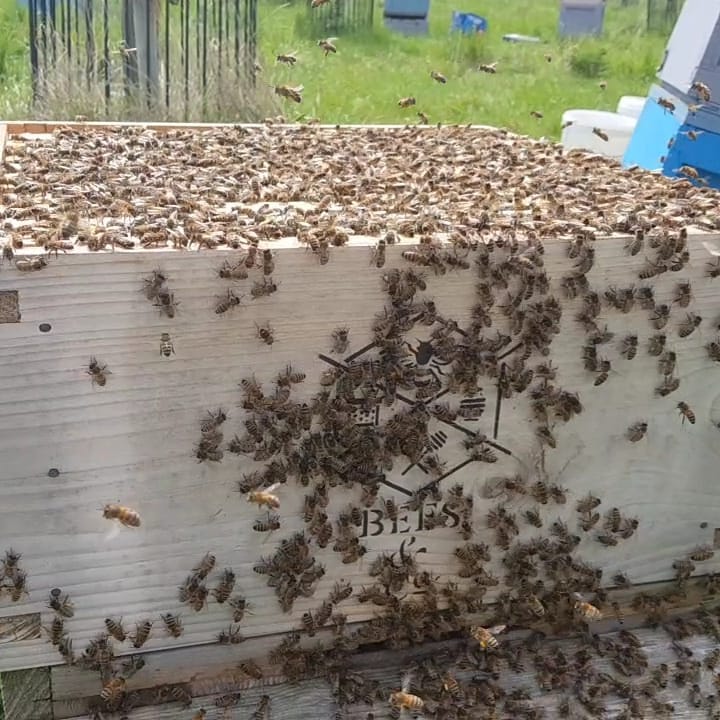Now the weather has finally started to warm up we have started rearing our native honey bees.  Rather unconventional way of grafting on the grass, but who can resist when sat in the grounds of the magnificent <a href="/burghleyhouse/">Burghley</a> estate.

#nativebritishhoneybee #queenrearing