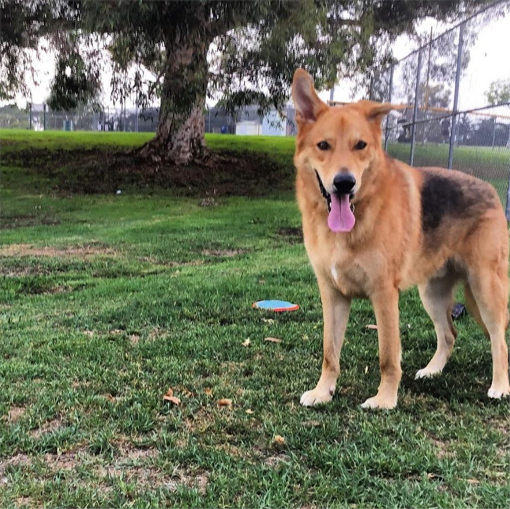 LSA_Tweets's tweet photo. Erin has volunteered for Friends Life Rescue Network for a little over 2 years now! She began volunteering because she wanted to adopt a dog, and she actually adopted the first dog she fostered for this rescue! #animalrescue

(📸 @misserinmichelle via Instagram) https://t.co/u56U8B8G21