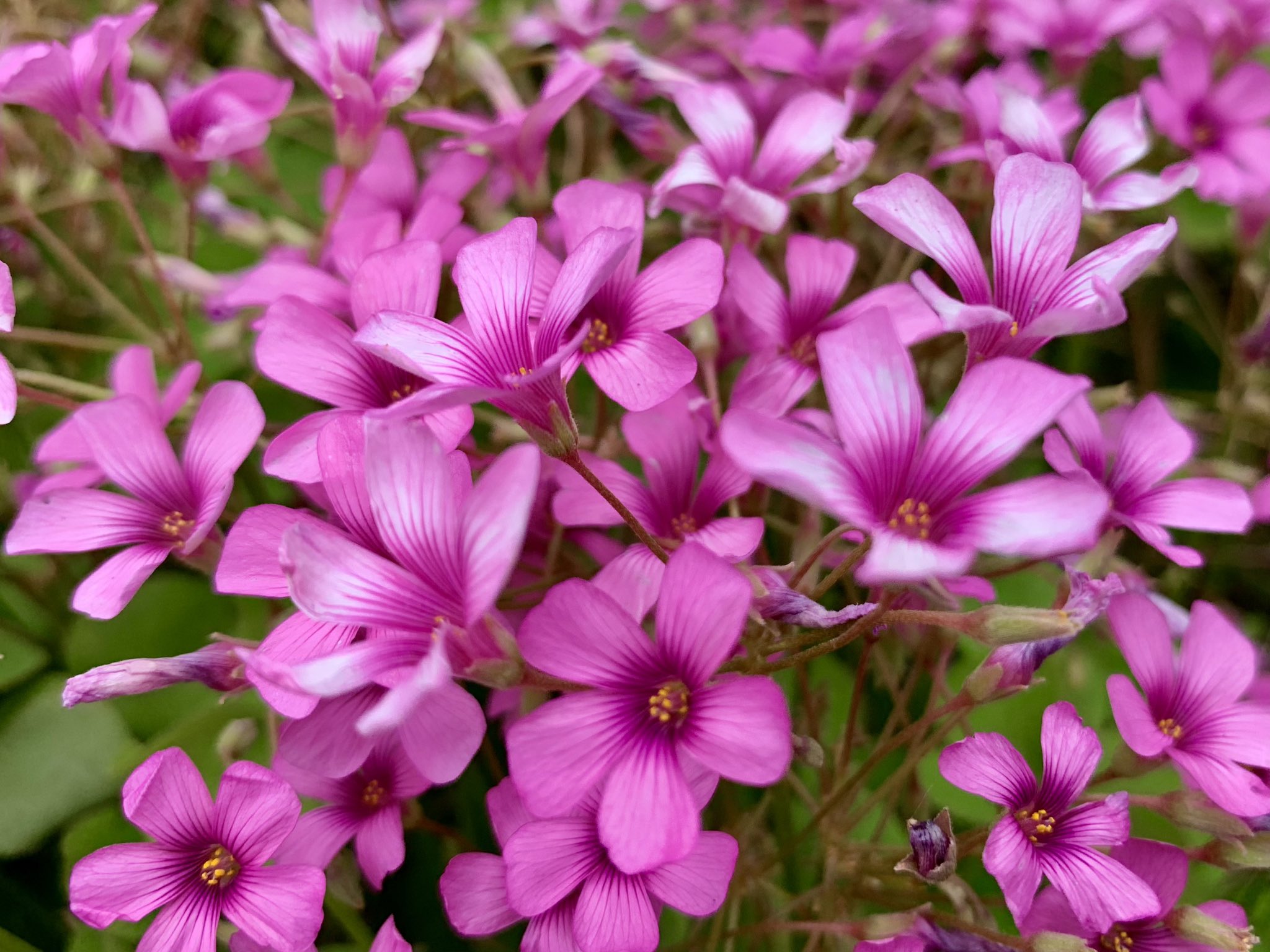 Cloudsailor 星羅の一日一花 イモカタバミ 芋片喰 基本種のフシネハナカタバミと亜種 のイモカタバミは園芸上まとめてイモカタバミと呼ばれる 花径2 程度のピンク色の花 地中にイモのような塊茎がある カタバミ科カタバミ属 南米原産 第二次大戦後