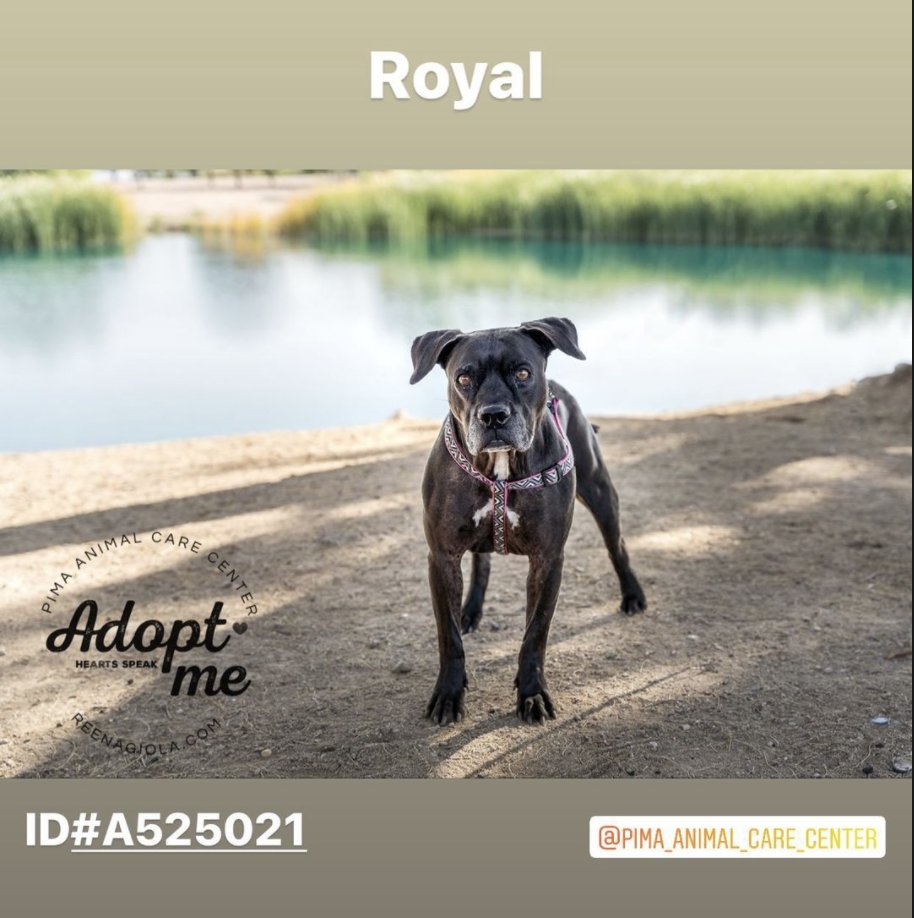 ReenaGiolaPhoto's tweet photo. Royal 

Adoptable Sunday.   You can meet this handsome guy at @PimaAnimalCare https://t.co/ZLBaFottLq