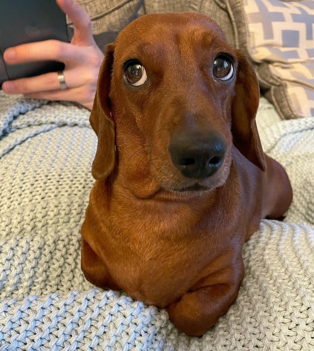 Dachs_United's tweet photo. Penny has perfected the side-eye 🙄😂 https://t.co/rYzmbsj0rV #DachshundsUnited #DACHSHUND 

#Funny #Cute #Dog #SaudageDog #Puppy #Teckel https://t.co/GRq6N0Kjpl