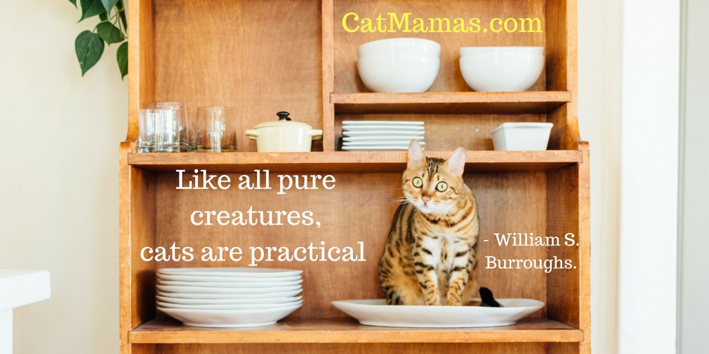 When your cat finds a good place to sit, that's just the end of the conversation... #humor