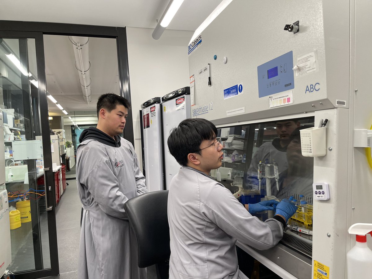 Martino_Lab's tweet photo. We’ve been hosting Chun and Seung in the lab for the past few weeks as part of the @MonashUni @ARMI_Labs MBiotech! It’s fantastic to be able to share knowledge and skills with these students, and give them some experience in a research lab! #NextGenRegen #Research https://t.co/qZ9bwmAaYq