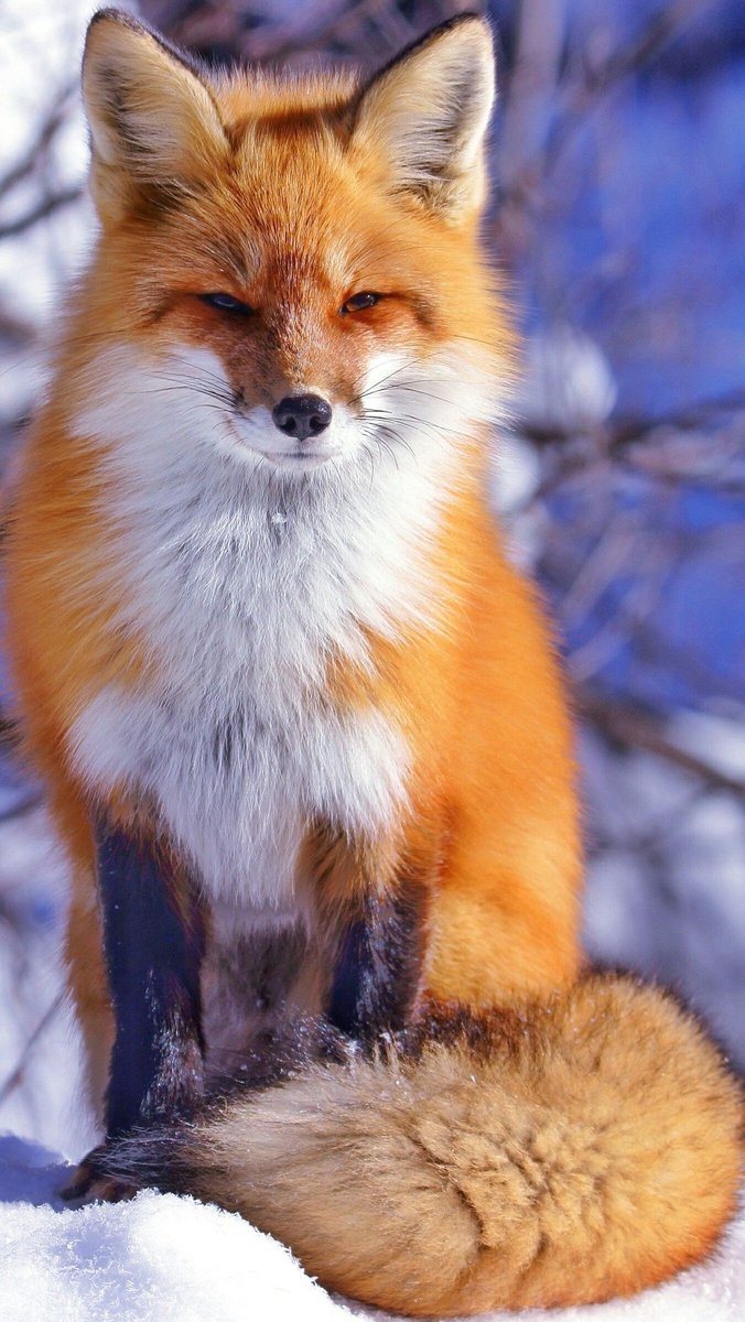 If you ever need a quick rush of happiness just look at foxes.