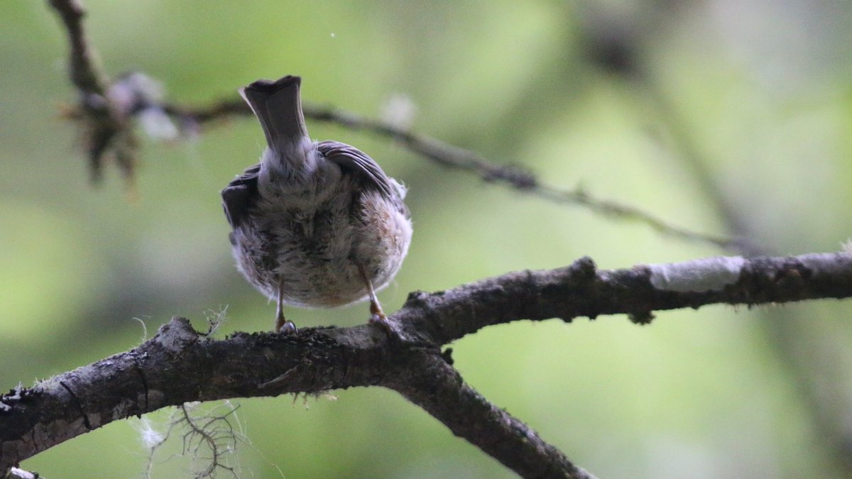 TaiwanBirding's tweet photo. Let’s play #BitOBird.
Full, non-bum, reveal in 24 hours. https://t.co/gzTX6TJ6Kr