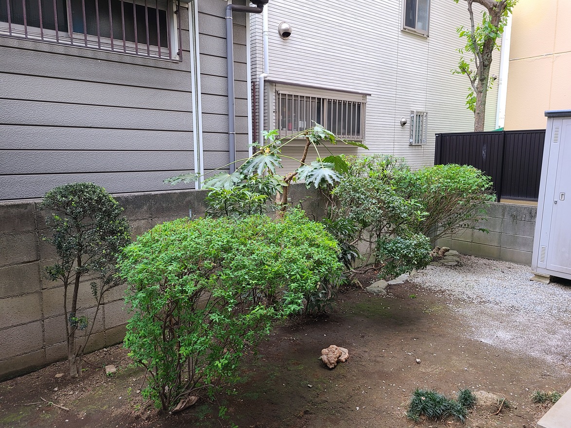 Oh 庭ya おにわや A Twitter ユキヤナギ ヤツデ ヤマブキ等剪定 神奈川支店の中平です 毎年ご依頼いただいているお客様 です いつも通りで とのことでした 全体的に枝が伸びていたので 前回の切り口まで切り戻し 短く形を整えました ユキヤナギ