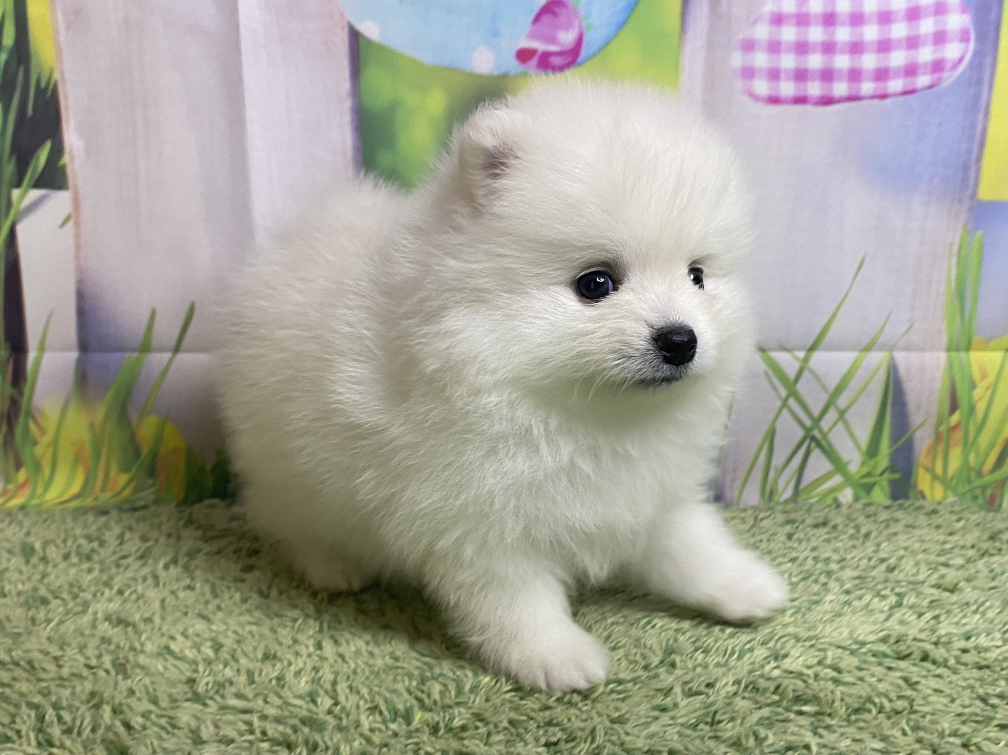 White Lab 白ポメ２匹ご予約が入りあと１匹に なりました 気になる方はお問い合わせ下さい ポメラニアン ポメラニアンベビー ポメラニアン子犬 白ポメラニアン 白ポメ ポメラニアンホワイト ポメラニアンブリーダー ポメラニアン白 ブリーダー