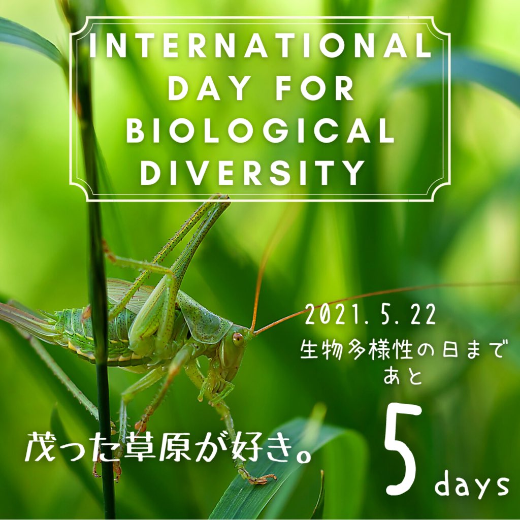 CondOcean's tweet photo. 【国際生物多様性の日まであと5日！】

CONDではオンラインイベントの開催と動画の公開を予定しています！🐝
お申込みはこちら！https://t.co/ZFXgYkVJNA

#biodiversity #BiodiversityDay #ForNature #youth4biodiversity #ChangeOurNextDecade #ユース #生物多様性 #海 #海洋 https://t.co/X1er60zvuw