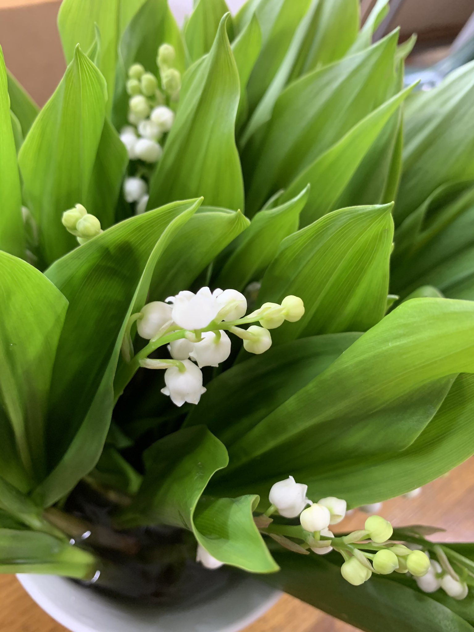 熊谷 花長 スズラン 切り花 入荷しました とても良い香りです 花言葉は純潔 繊細です スズラン 良い香り 純潔 繊細 T Co Du4nqdsq7r Twitter