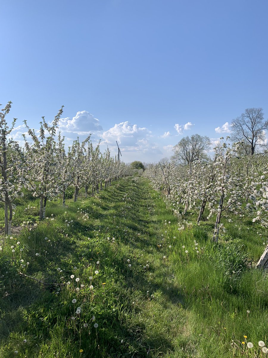 Sunday afternoon at <a href="/CampbellsOrchar/">Campbell's Orchards</a> 🌸🍎