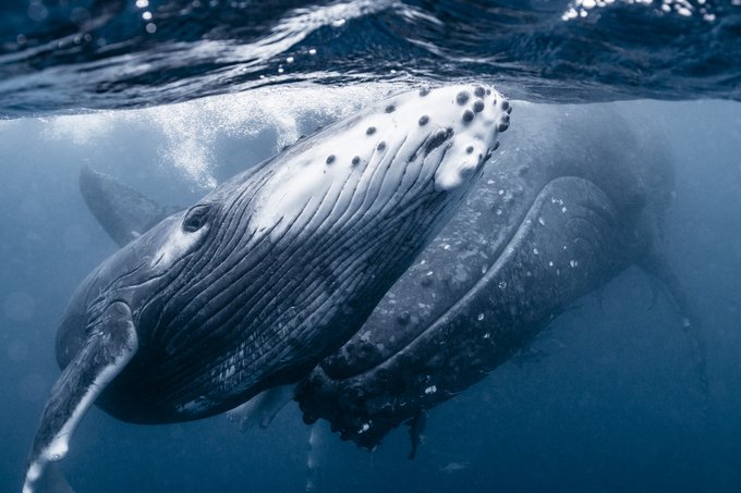 クジラ 高画質 のtwitterイラスト検索結果 古い順