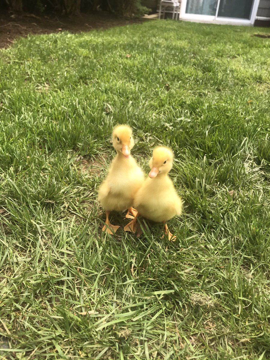 SSES Grade One tweet media