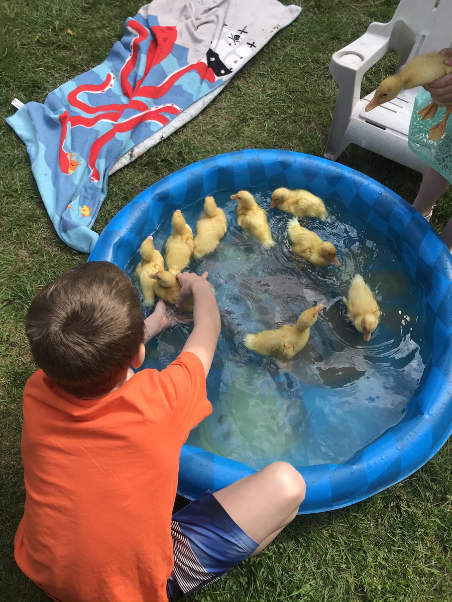 SSES Grade One tweet media