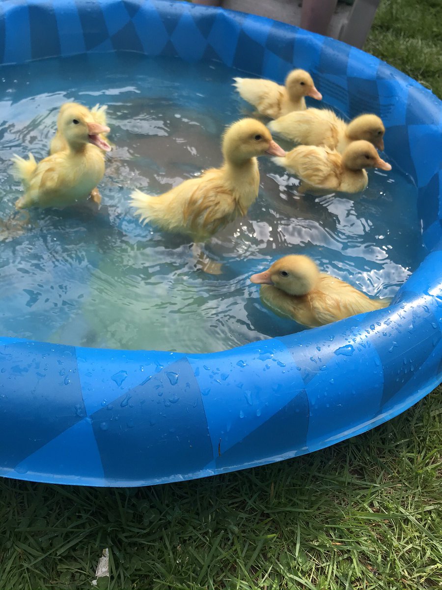 SSES Grade One tweet media