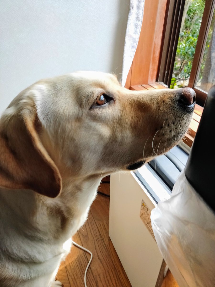 イエロースカイ 奇跡の一枚 美犬 ラブラドール イエロースカイ 奇跡の一枚 美犬 ラブラドール