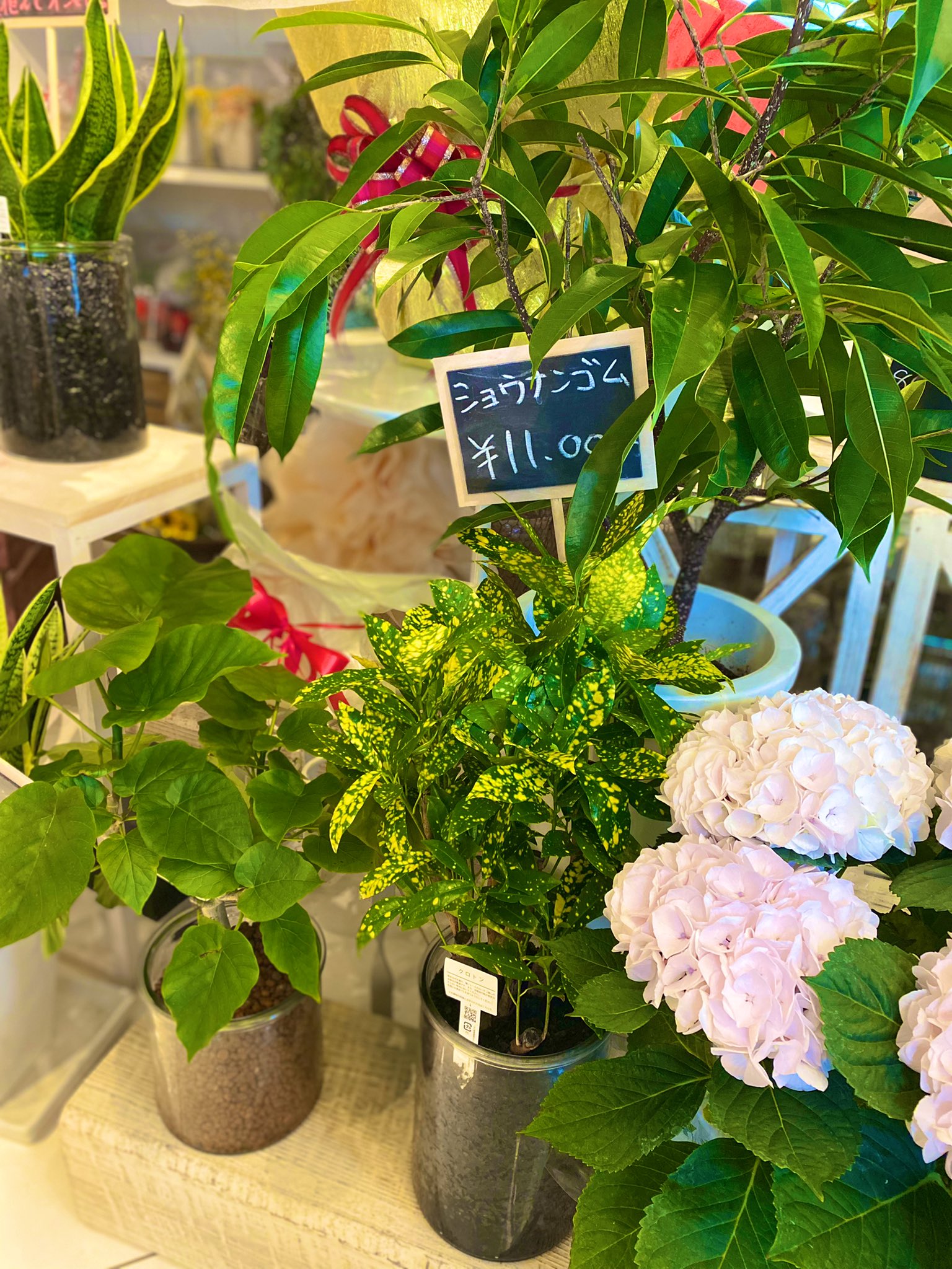 札幌 花屋 凛花 花に想いを込めて オフィスやご自宅用の観葉植物のお問い合わせが増えてます 炭やハイドロボールの観葉植物がとてもオシャレで私も購入しようか凄く悩んでます お客様のもとへ行くまで大切にお店で育ててます 観葉植物 花のある