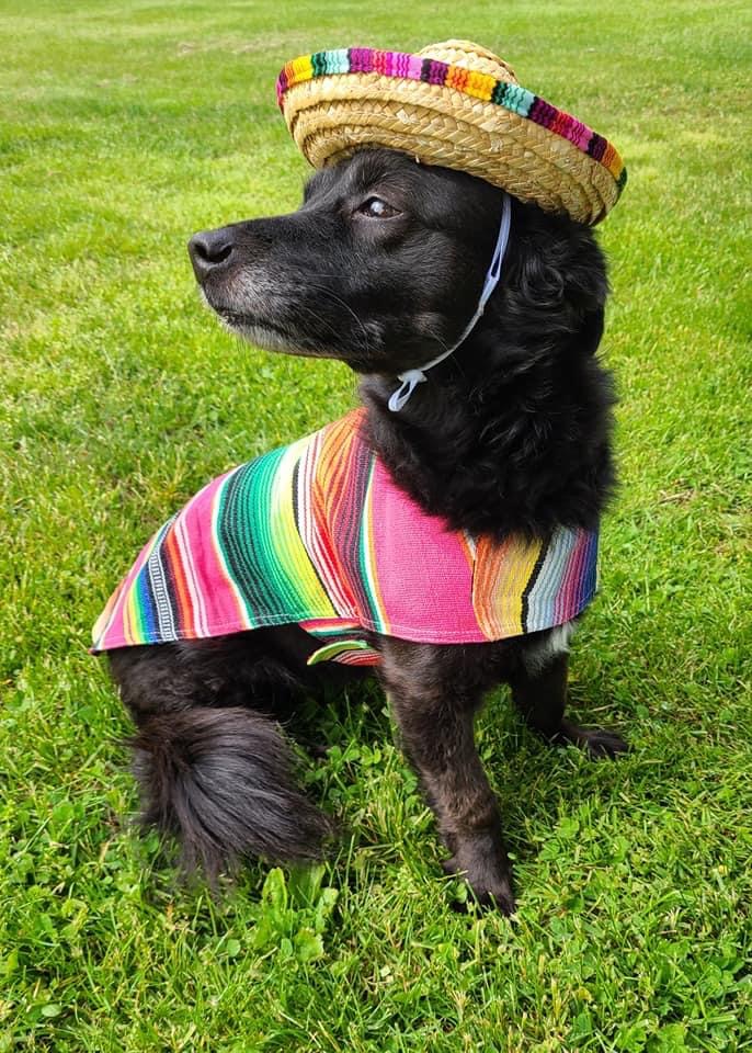 Be sure to stop by and tell Harvey Happy Birthday! 🎈🎊🎂🎁 
He is 11 years young today! Join his celebration by showing some love! ❤️💚💛

Harv, you look majestic in your cute little outfit!!! 🥰🥰

#jmipetsupply #jacksinc #birthdaycelebration #cutestdoggo #petoftheday
